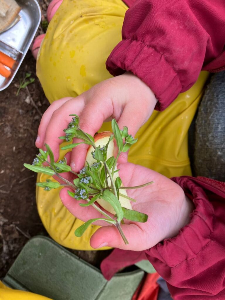 Kinderhände halten Wildkräuter und einen Apfelschnitz – gesunde und lehrreiche Essenszeit, Fesperbox zu den Füßen