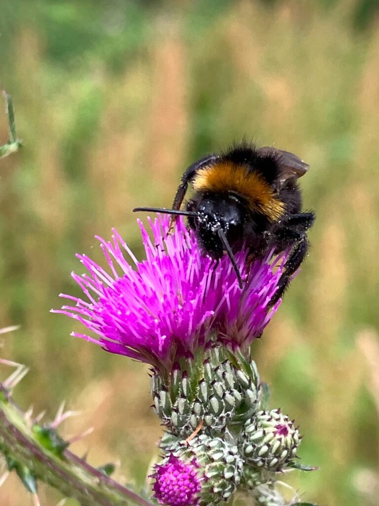 Makroaufnahme einer pelzigen Hummel auf einer lila-pink blühenden Distel, die Pollen sucht – Naturerlebnis im Saarland